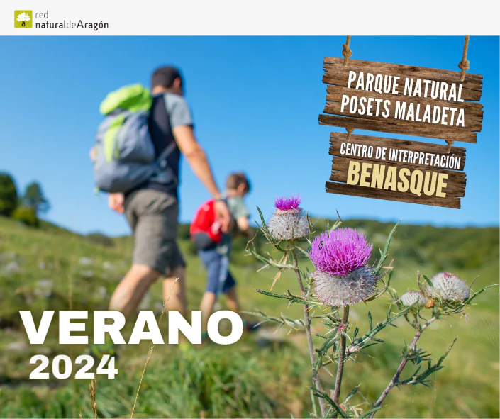 En busca de la mariposa apolo en Benasque 2024 | enBenas.com