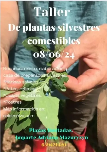 Taller de plantas silvestres comestibles (III) | enBenas.com